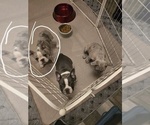 Small #3 French Bulldog