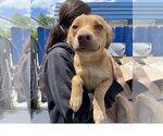 Small #4 Mutt