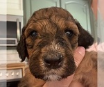 Small Photo #36 Bernedoodle Puppy For Sale in MOULTON, AL, USA