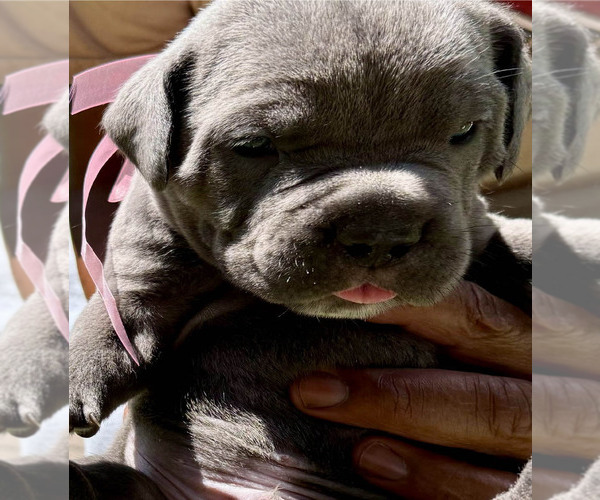 Medium Photo #1 Cane Corso Puppy For Sale in AKRON, OH, USA