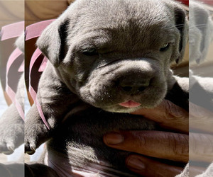 Medium Cane Corso
