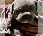 Puppy 6 Cane Corso
