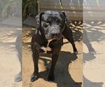 Small #6 Labrador Retriever Mix