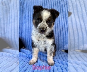 Australian Shepherd Puppy for Sale in FAIR HAVEN, Michigan USA