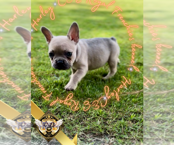 Medium Photo #7 French Bulldog Puppy For Sale in ATHENS, GA, USA