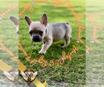 Small #6 French Bulldog