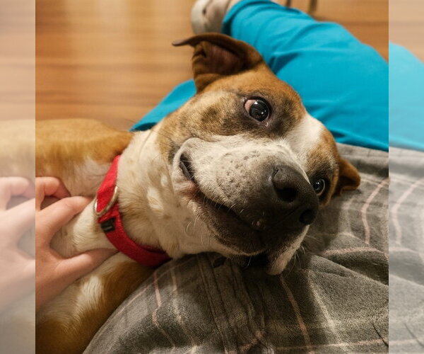 Medium Photo #17 Boxer-Unknown Mix Puppy For Sale in Boston, MA, USA