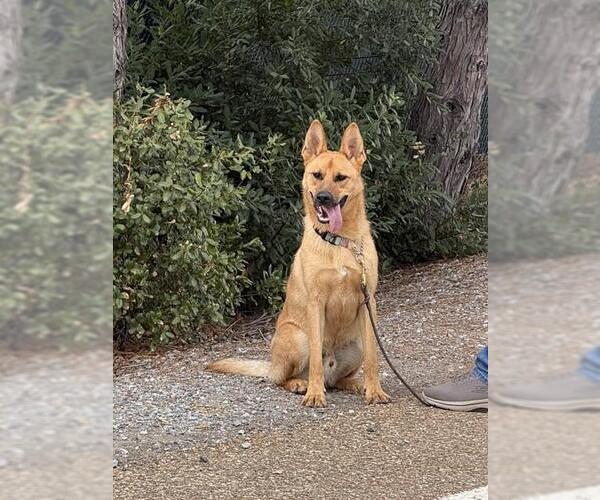 Medium Photo #1 German Shepherd Dog Puppy For Sale in Jackson, CA, USA