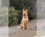 Small German Shepherd Dog