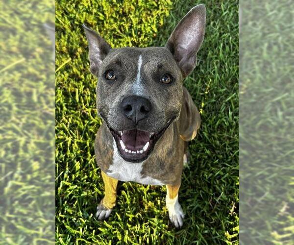 Medium Photo #1 Mutt Puppy For Sale in Grovetown, GA, USA