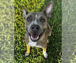 Mutt Dogs for adoption in Grovetown, GA, USA