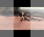 Small #4 Pembroke Welsh Corgi