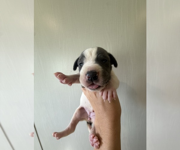 Medium Photo #28 Great Dane Puppy For Sale in HALLETTSVILLE, TX, USA