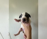 Small Photo #28 Great Dane Puppy For Sale in HALLETTSVILLE, TX, USA