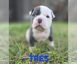 Small #2 American Bully