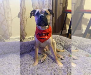 Boxer-Unknown Mix Dogs for adoption in Springdale, PA, USA