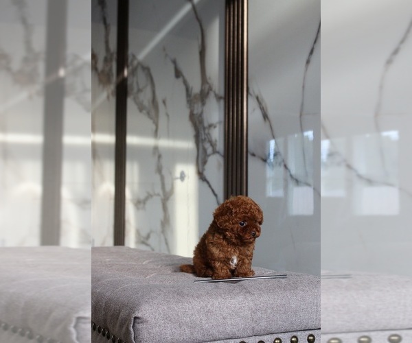 Medium Photo #1 Poodle (Toy) Puppy For Sale in PORTLAND, OR, USA