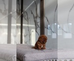 Small Poodle (Toy)