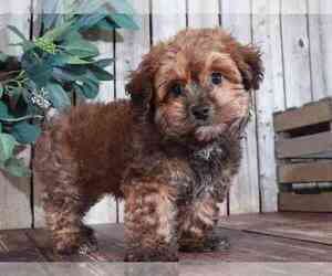 Poovanese Puppy for sale in MOUNT VERNON, OH, USA