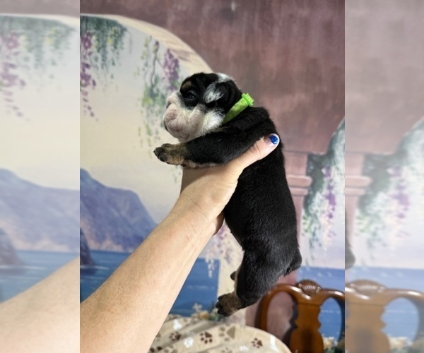 Medium Photo #8 English Bulldog Puppy For Sale in OOLOGAH, OK, USA