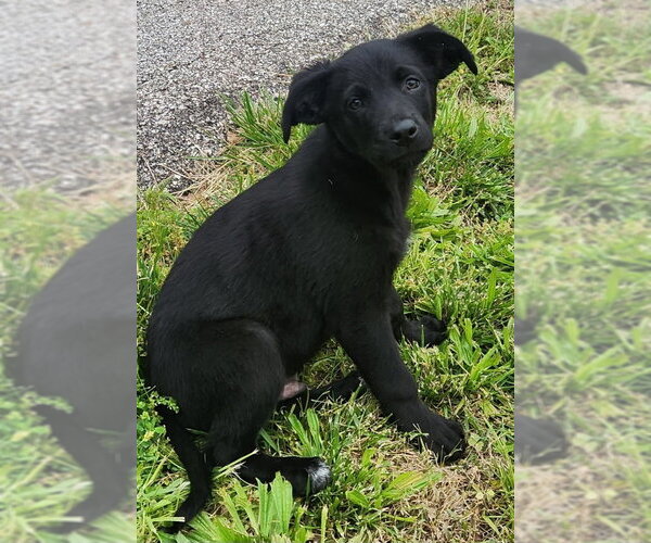 Medium Photo #1 Golden Shepherd Puppy For Sale in House Springs, MO, USA