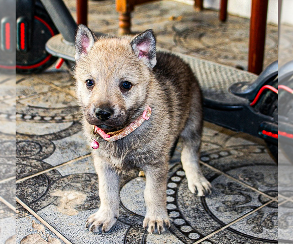 Medium Photo #16 Czech Wolfdog-Wolf Hybrid Mix Puppy For Sale in Darova, Timis, Romainia