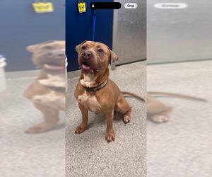 American Pit Bull Terrier-Unknown Mix Dogs for adoption in Pasadena, TX, USA