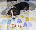 Small Photo #4 Basset Hound Puppy For Sale in VANCOUVER, WA, USA