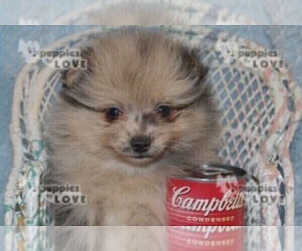 Medium Photo #13 Pomeranian Puppy For Sale in SANGER, TX, USA