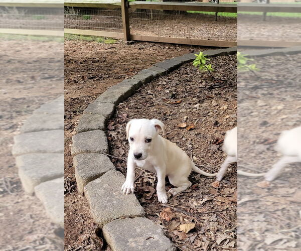Medium Photo #4 Mutt Puppy For Sale in Mooresville, NC, USA
