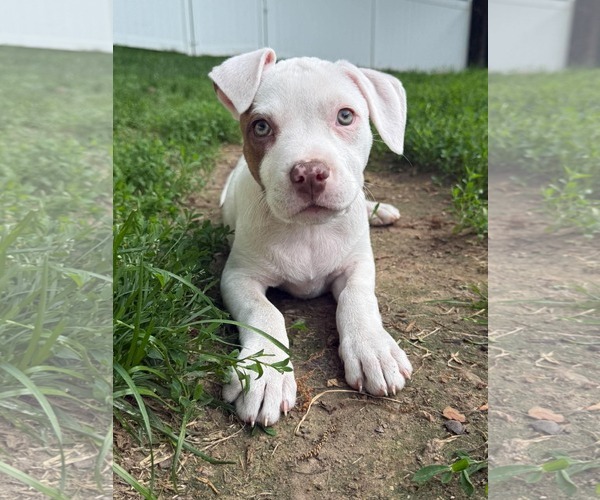 Medium Photo #2 Mutt Puppy For Sale in pomfret, CT, USA