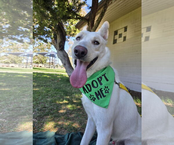 Medium Photo #4 - Mix Puppy For Sale in Phoenix, AZ, USA