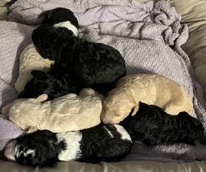 Sheepadoodle Puppy for sale in CITY INDUSTRY, CA, USA