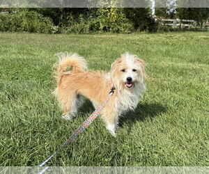 Sofie - Female Mutt Dog for Adoption - Photo #2