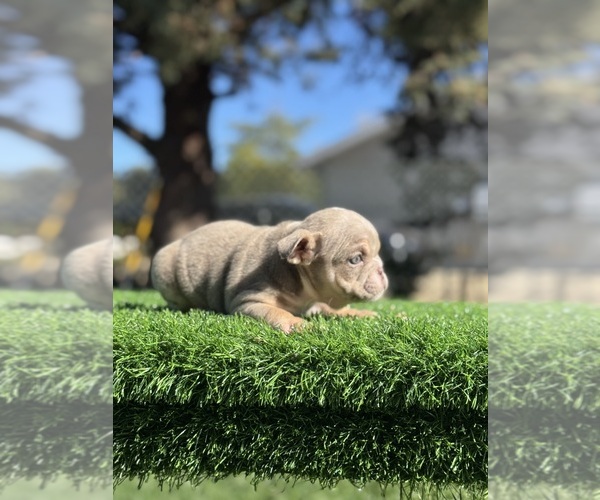 Medium Photo #8 English Bulldog Puppy For Sale in LAS VEGAS, NV, USA