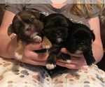 Puppy Quincy Shih Tzu