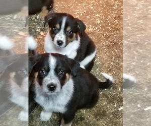 Australian Cattle Dog-Border Collie Mix Puppy for Sale in LA GRANDE, Oregon USA