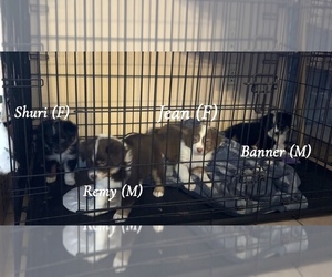 Miniature Australian Shepherd Puppy for sale in TAMPA, FL, USA