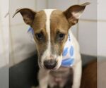 GIRLY - Female American Staffordshire Terrier-Unknown Mix Dog for Adoption - Small photo