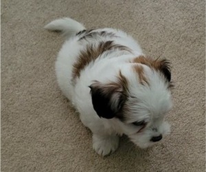 Mal-Shi-Morkie Mix Puppy for sale in CONYERS, GA, USA