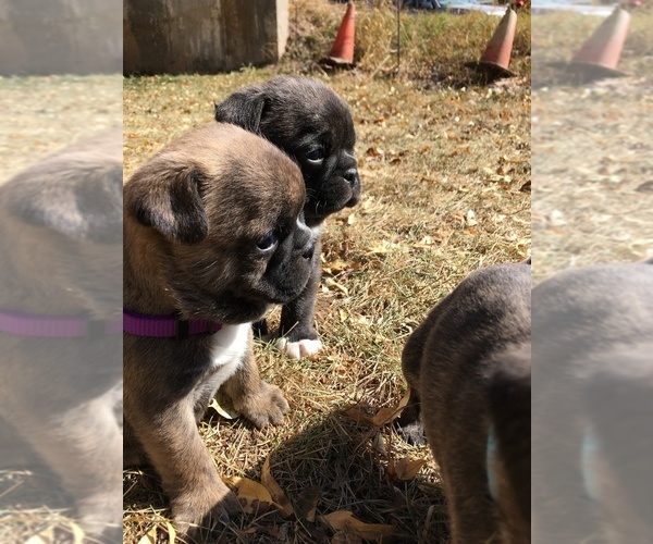 Medium Photo #11 Buggs Puppy For Sale in AFTON, WY, USA