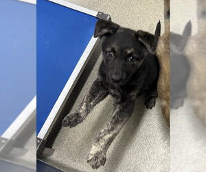 Mutt Dogs for adoption in Sterling, MA, USA