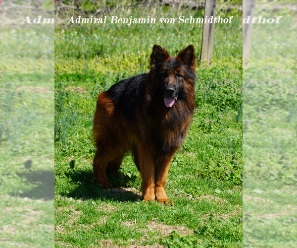 Medium Photo #1 German Shepherd Dog Puppy For Sale in CHRISNEY, IN, USA