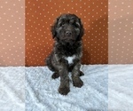 Small #4 Aussiedoodle