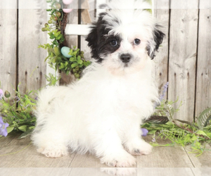 Zuchon Puppy for sale in MOUNT VERNON, OH, USA