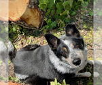 Small #3 Mutt