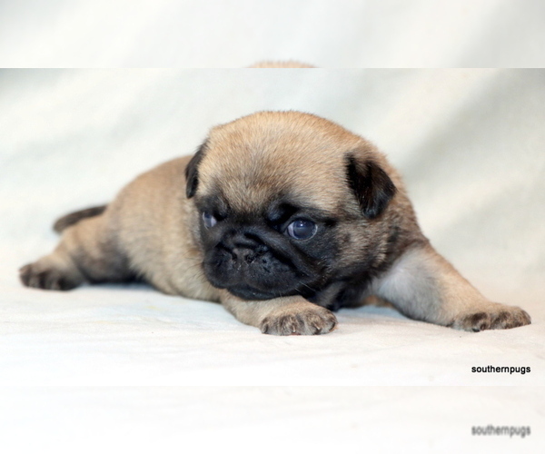 Medium Photo #6 Pug Puppy For Sale in WINNSBORO, TX, USA