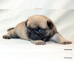 Small #5 Pug