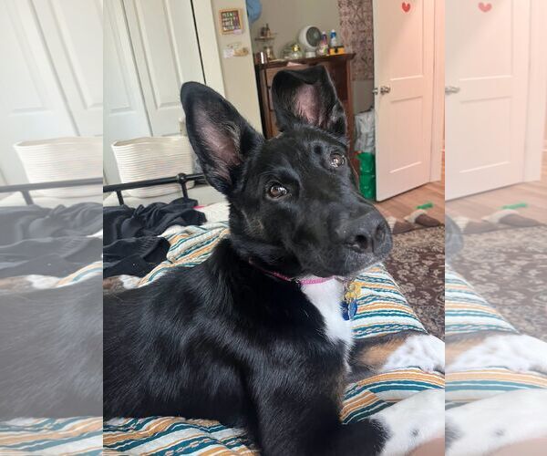 Medium Photo #2 Border Collie-Unknown Mix Puppy For Sale in Horn Lake, MS, USA