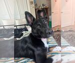 Small #1 Border Collie Mix